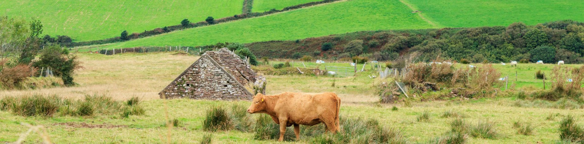 Fresh produce banner